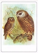 Boobook And Laughing Owl Bird Print Vintage Picture J G Keulemans 1979 TGBI#145