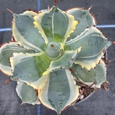 Agave potatorum variegated -