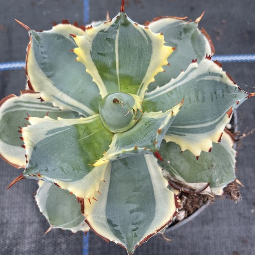 Agave potatorum variegated - ,