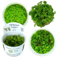 Tropica Floating Plants Aquarium Duckweed 1 2 Grow! Fish Tank Surface Aquascape
