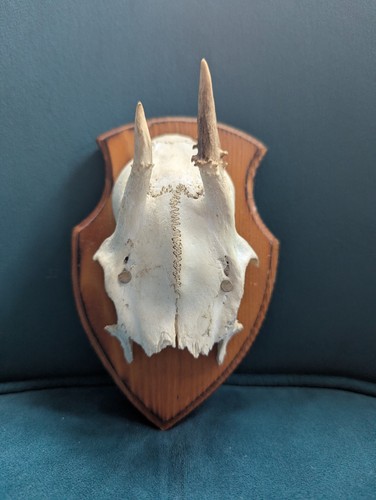 Vintage roe deer antlers - vintage,