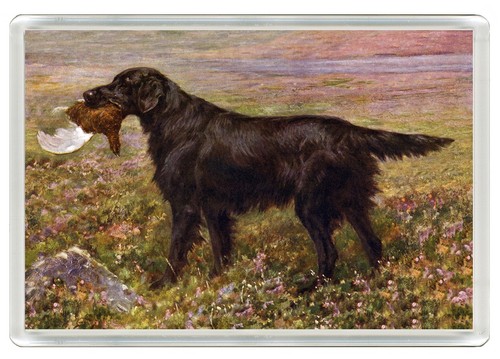 Flat coated retriever - flat,