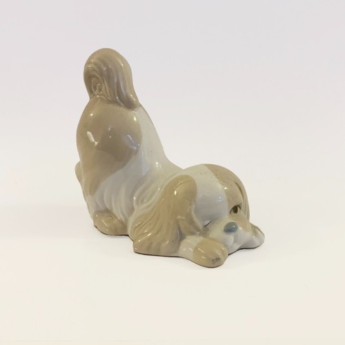 Valencia porcelain dog - valencia, playing