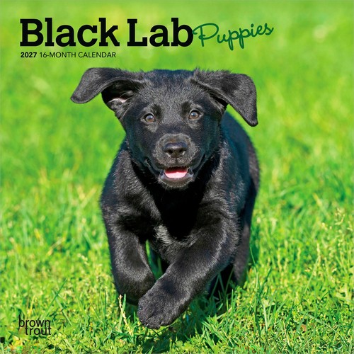Black labrador retriever - black,