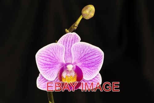 Photo moth orchid - photo,