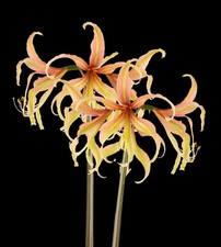 Rare Hippeastrum "Juniper"