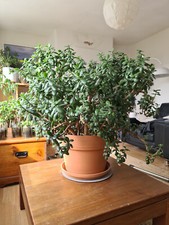 Large Crassula Ovata Money