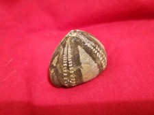 Flint Echinoid Fossil Hants UK