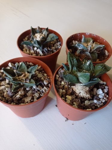 Ariocarpus from seed - ariocarpus,