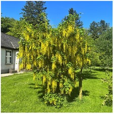 Common Laburnum Tree 50-80cm Laburnum Anagyroides, Golden Rain, Golden Chain