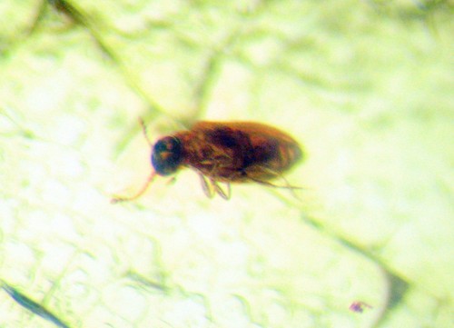 Pliocene amber from africa - pliocene,