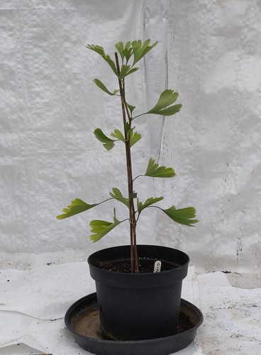Maidenhair tree ginkgo biloba - maidenhair, tree,