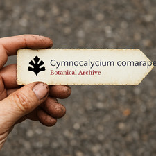 Gymnocalycium comarapense