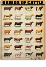 Breeds of Cattle Metal Tin