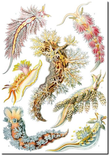 Ernst haeckel canvas - ernst, print