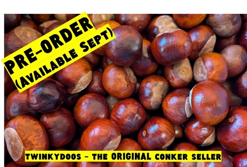 Medium conkers horse - 50,