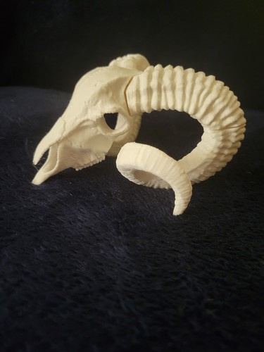 Printed ram skull with - 3d,