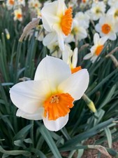 20 Daffodil 'Barrett Browning'