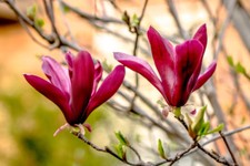 Magnolia Liliiflora 'Nigra' / Black Lily Magnolia 9cm Pot