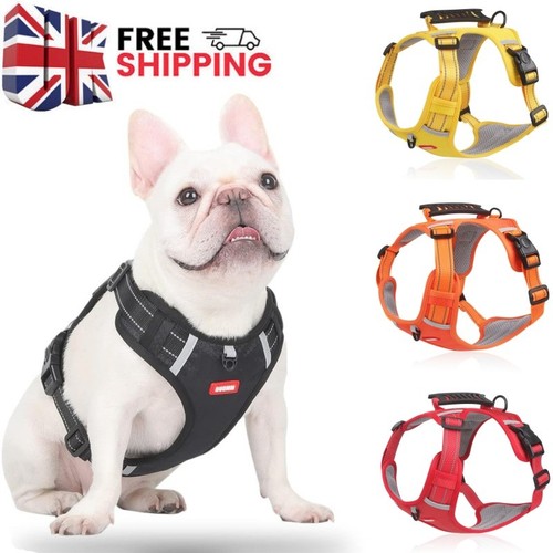 Dog harness training pet - dog,