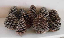 Bundle Of Large Natural Pine