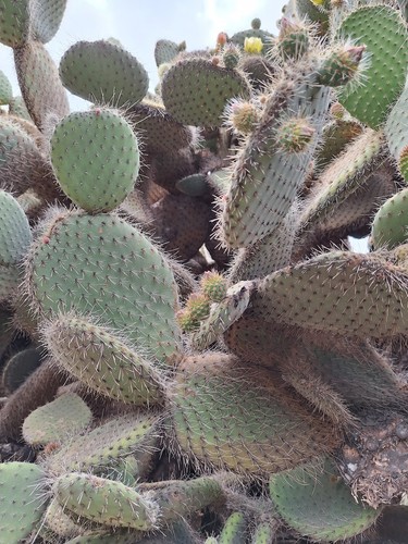 Silver prickly pear aaron s - pear,