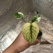 Monstera Kunzo White Monster