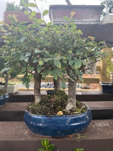 Chinese elm forest bonsai tree - bonsai,