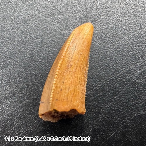 Genuine raptor dinosaur tooth