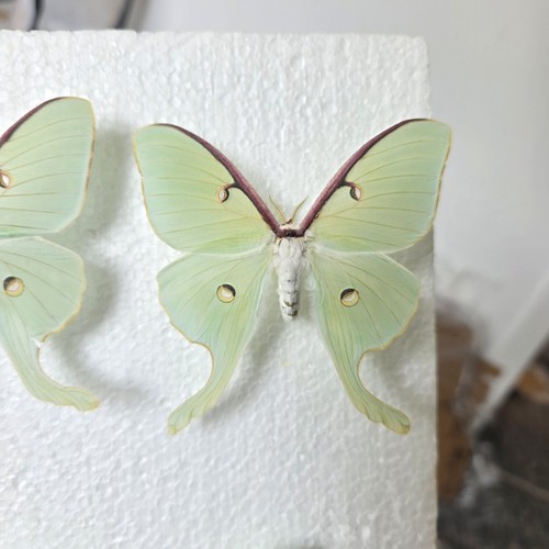 Actias luna the - the, set