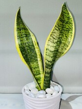 Snake Plant |