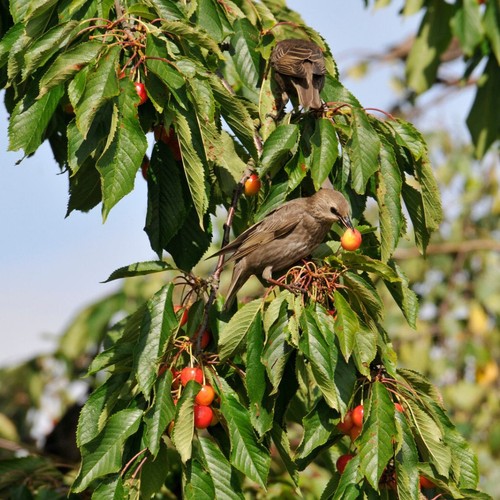Bird cherry tree 1l - in, pot