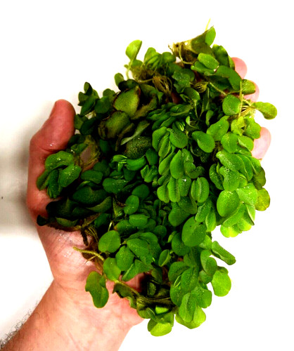 Salvinia natans large - salvinia, (large
