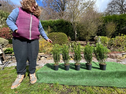 Euonymus hedging plants pack - hedging,
