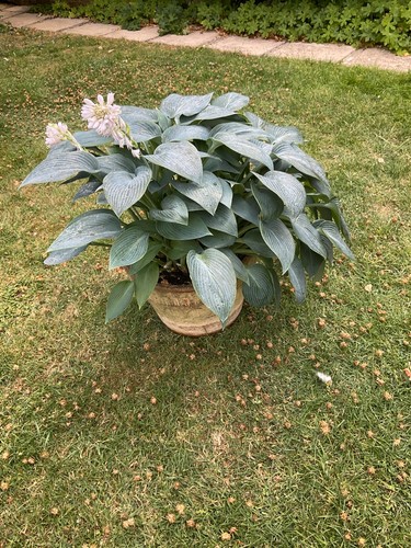 Hosta blue - hosta,