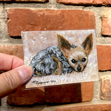 Chorkie Yorkie Yorkshire