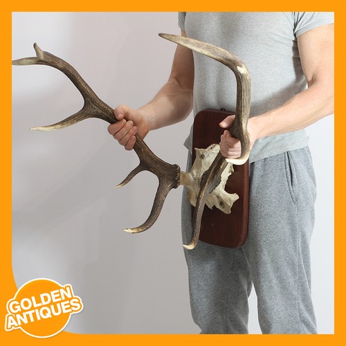 Large red deer - large, stag
