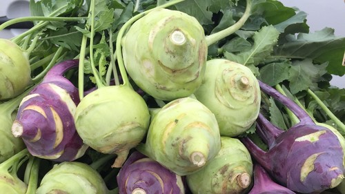 Kohlrabi plug plants turnip - 5x,