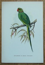 Antique Parrot Print RING NECKED PARAKEET Greene Original Bird Engraving 1884