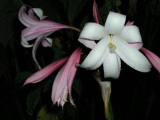 Crinum Lily, Mexican, jumbo