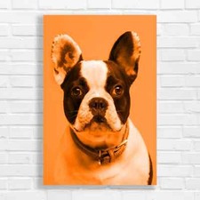 Adorable French Bulldog Orange