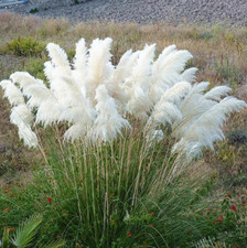 White Pampas Grass –