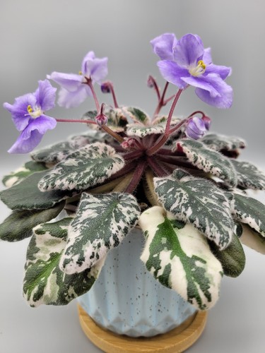 Mosaic variegation - mosaic,