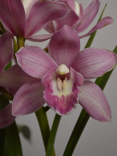 Pink parfait cymbidium - parfait,