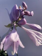 Hosta 'Lacy Belle' - FREE