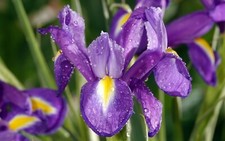 10x Dutch Iris PURPLE