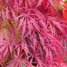Acer palmatum 'Inaba-Shidare'