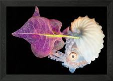 Paper Nautilus and Flower