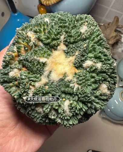 8cm rare live - 9.8cm,