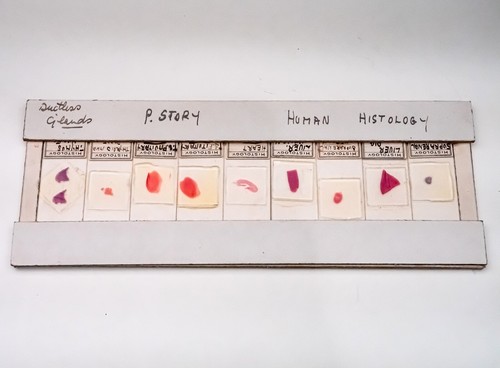 Histology microscope slide - histology,